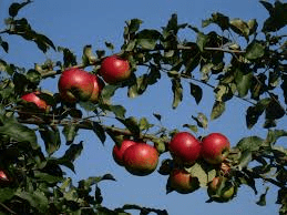 äppelsträd